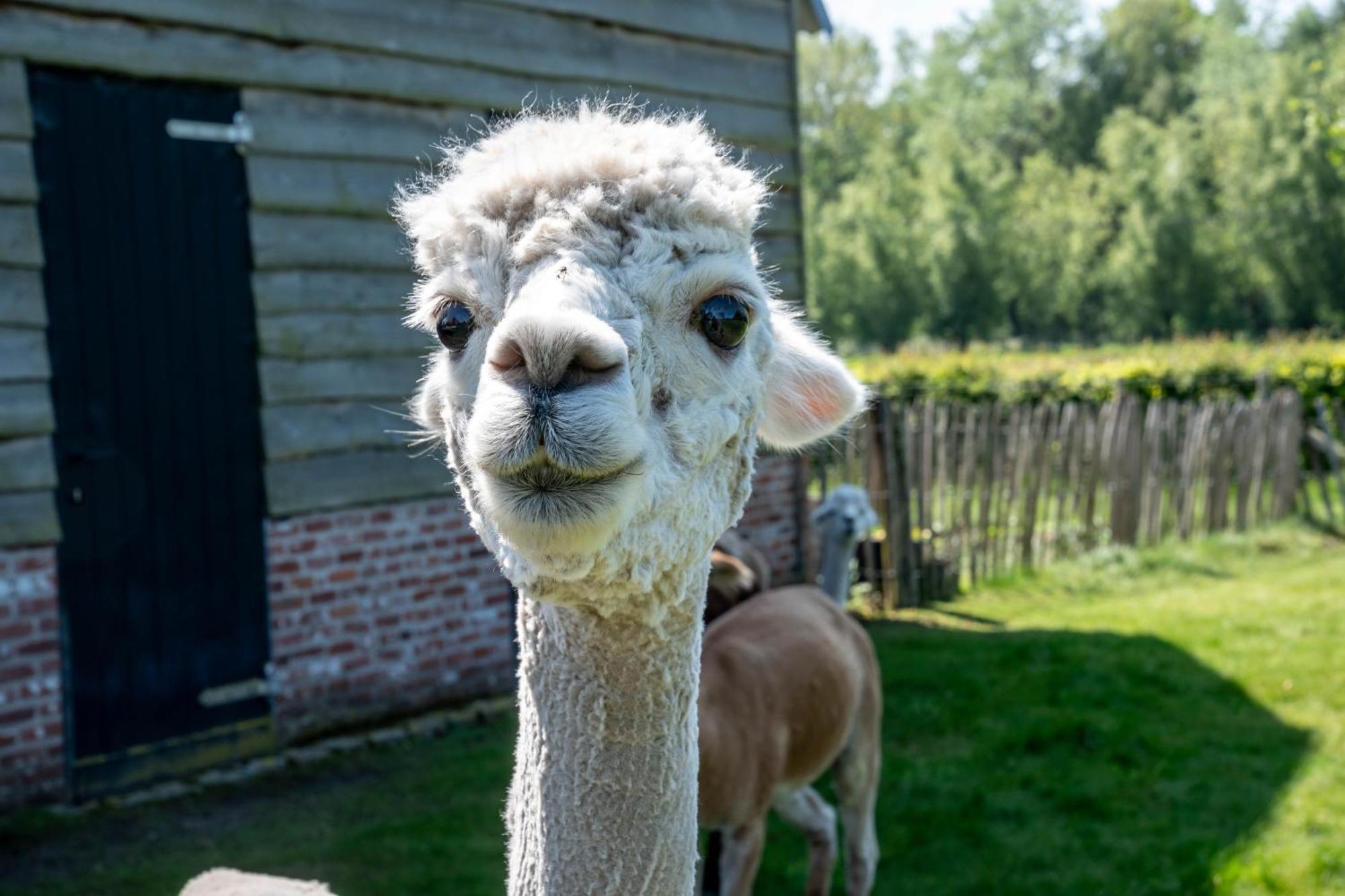 Hoeve Den Akker - Luxueuze Vakantiewoningen Met Privetuinen En Alpaca'S Nabij Brugge, Damme, Knokke, Sluis En Cadzand Exteriér fotografie